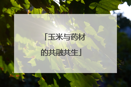 玉米与药材的共融共生