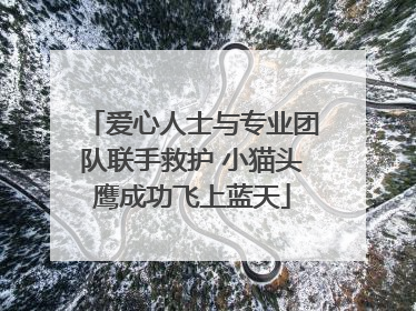 爱心人士与专业团队联手救护 小猫头鹰成功飞上蓝天
