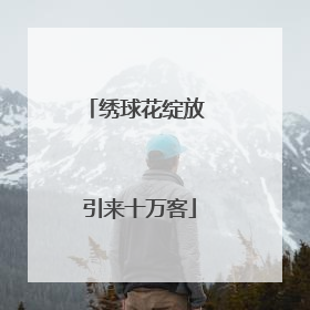 绣球花绽放 引来十万客