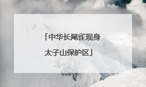 中华长尾雀现身太子山保护区