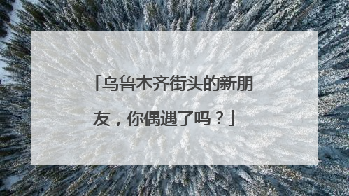 乌鲁木齐街头的新朋友，你偶遇了吗？