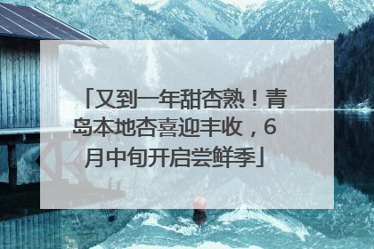 又到一年甜杏熟！青岛本地杏喜迎丰收，6月中旬开启尝鲜季