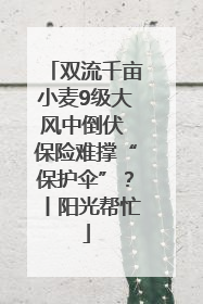 双流千亩小麦9级大风中倒伏 保险难撑“保护伞”？丨阳光帮忙