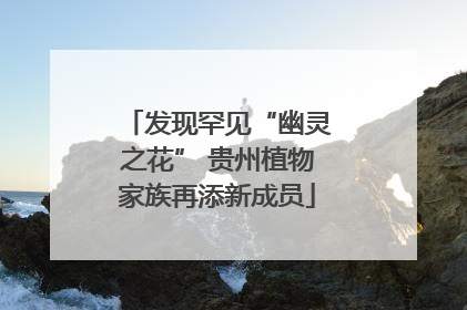 发现罕见“幽灵之花” 贵州植物家族再添新成员