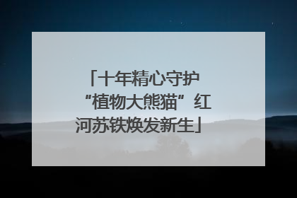 十年精心守护 “植物大熊猫”红河苏铁焕发新生