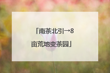 南茶北引→8亩荒地变茶园