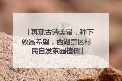 再现古诗美景，种下致富希望，西湖景区村民自发茶园植树
