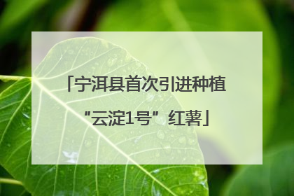 宁洱县首次引进种植“云淀1号”红薯
