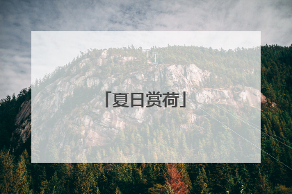 夏日赏荷