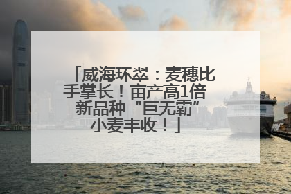 威海环翠：麦穗比手掌长！亩产高1倍 新品种“巨无霸”小麦丰收！