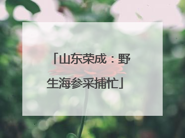 山东荣成：野生海参采捕忙