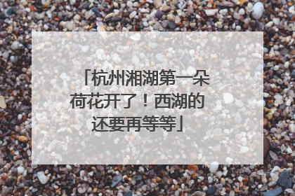 杭州湘湖第一朵荷花开了！西湖的还要再等等