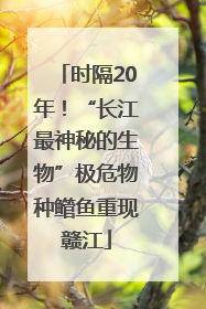 时隔20年！“长江最神秘的生物”极危物种鳤鱼重现赣江