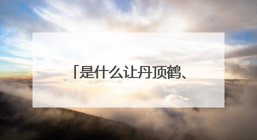 是什么让丹顶鹤、东方白鹳等珍稀鸟类纷纷在此落脚？