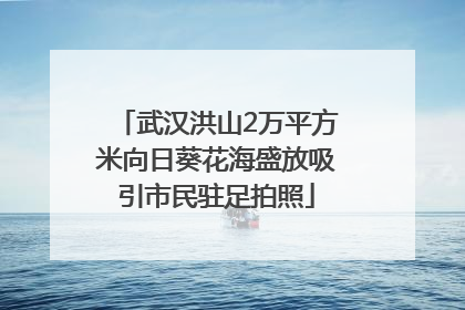 武汉洪山2万平方米向日葵花海盛放吸引市民驻足拍照