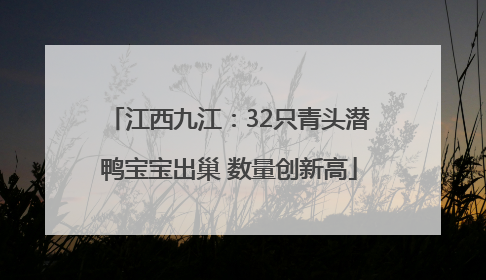 江西九江：32只青头潜鸭宝宝出巢 数量创新高
