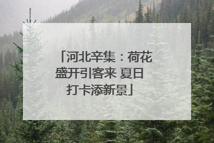 河北辛集：荷花盛开引客来 夏日打卡添新景