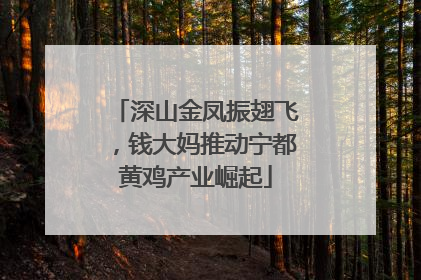 深山金凤振翅飞，钱大妈推动宁都黄鸡产业崛起