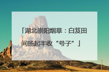 湖北崇阳烟草：白芨田间扬起丰收“号子”