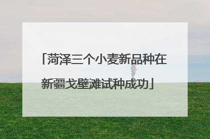 菏泽三个小麦新品种在新疆戈壁滩试种成功
