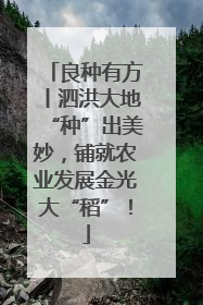 良种有方丨泗洪大地“种”出美妙，铺就农业发展金光大“稻”！