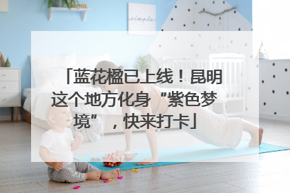 蓝花楹已上线！昆明这个地方化身“紫色梦境”，快来打卡