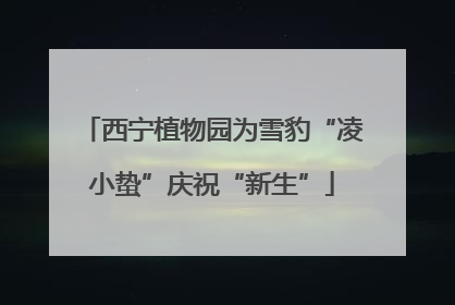 西宁植物园为雪豹“凌小蛰”庆祝“新生”