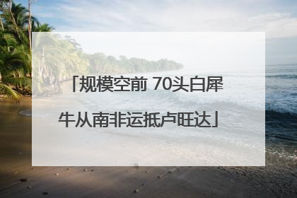 规模空前 70头白犀牛从南非运抵卢旺达
