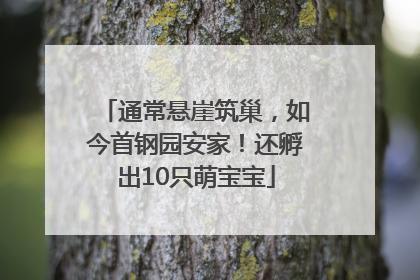 通常悬崖筑巢，如今首钢园安家！还孵出10只萌宝宝