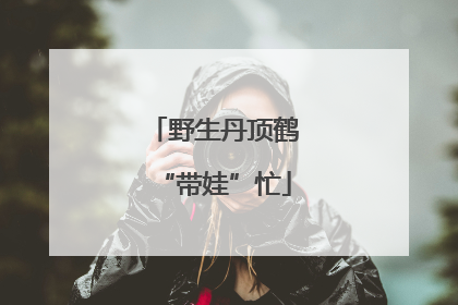 野生丹顶鹤“带娃”忙