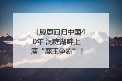 麋鹿回归中国40年 洞庭湖畔上演“鹿王争霸”