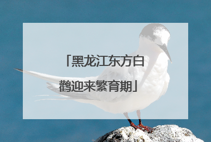 黑龙江东方白鹳迎来繁育期