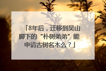 8年后，迁移到吴山脚下的“朴树弟弟”能申请古树名木么？